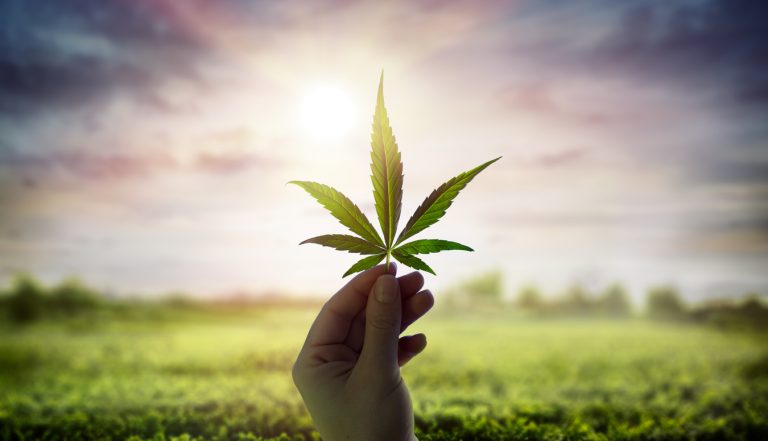A un lado diputados… Suprema Corte acaba con impasse y aprueba uso lúdico de la mariguana