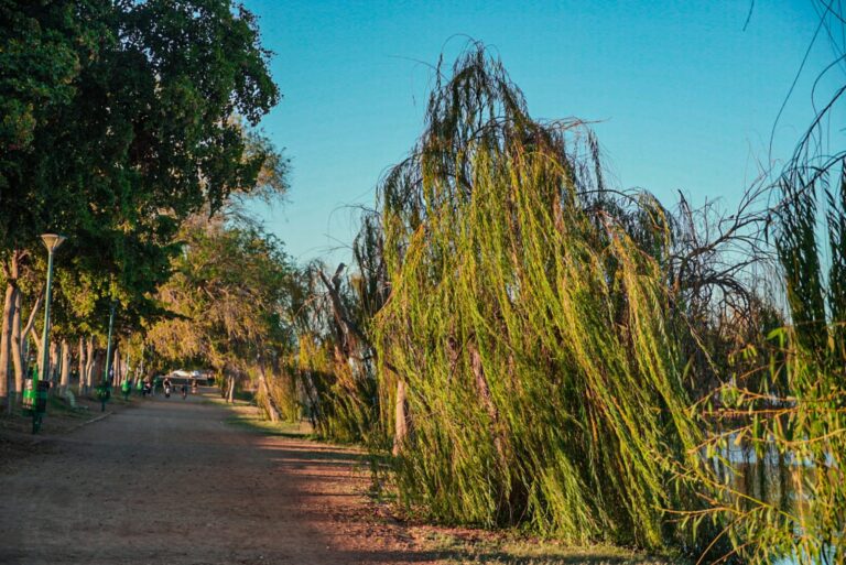 Reforestan la Laguna del Nainari en Cajeme