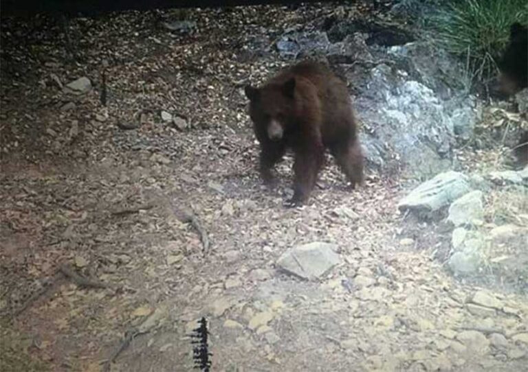 Reubicarán a osos avistados en Bacoachi en una zona más segura