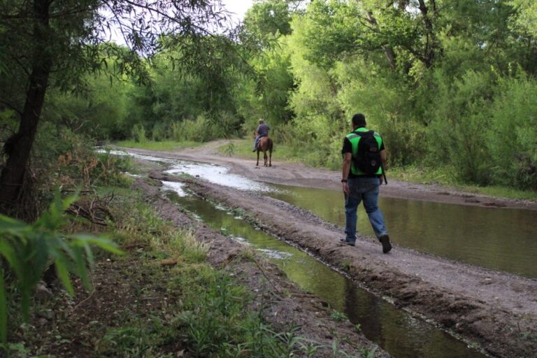 Alejan con éxito a osos de zona urbana: Protección Civil Sonora