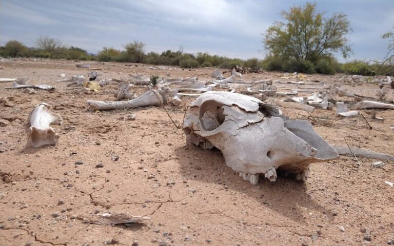 Disminuye índice de sequía en Sonora