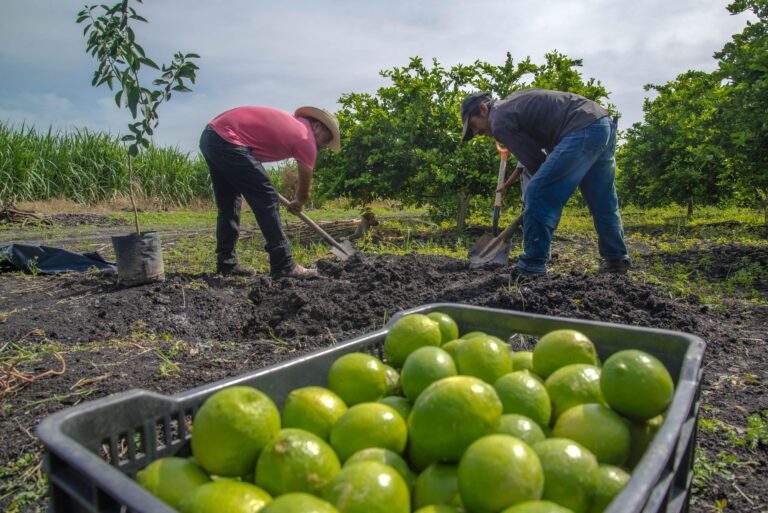 Cerró el 2022 con aumento en producción de hortalizas en México