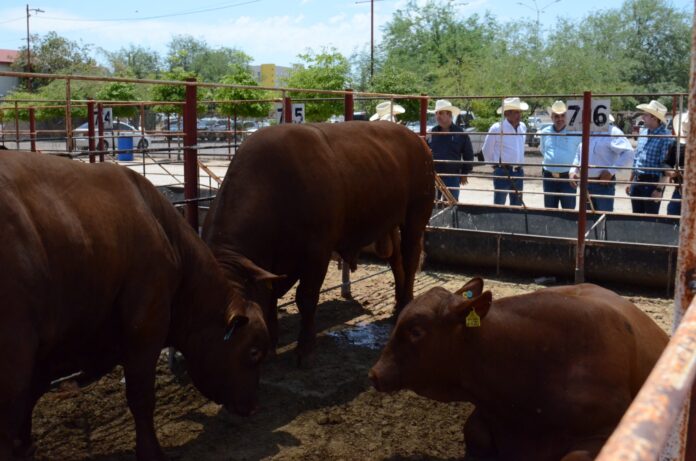 TOROS 1 0723144