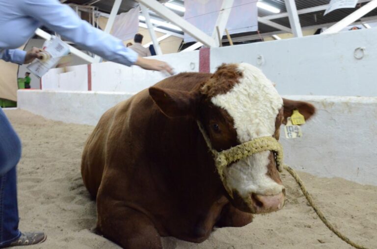 Producen ganaderos de Sonora más de 730 mil toneladas de carne en 2023