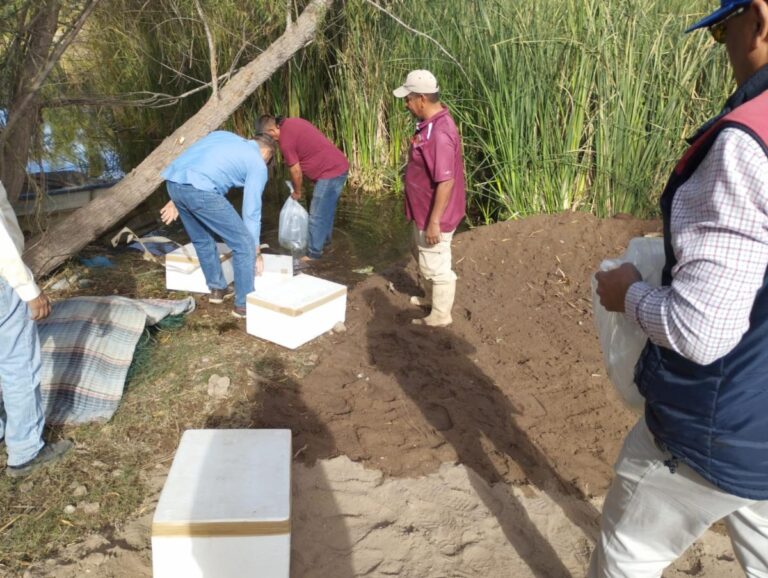 Apoya IAES en producción sustentable a Cooperativa Acuícola Yaqui