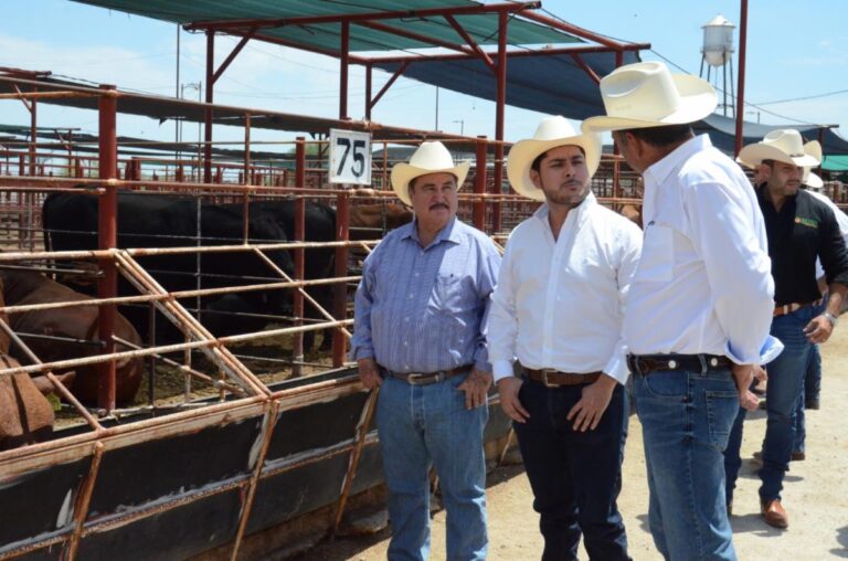 Es Sonora segundo lugar nacional en exportación de ganado a Estados Unidos