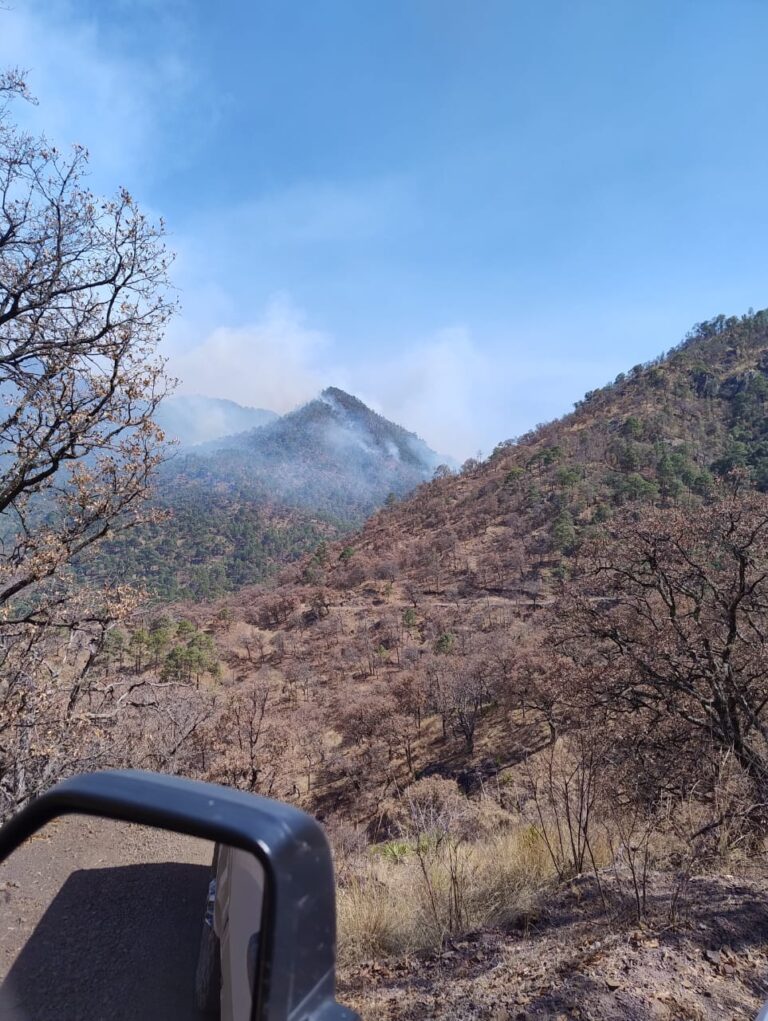 Liquidan brigadistas incendio forestal en Yécora