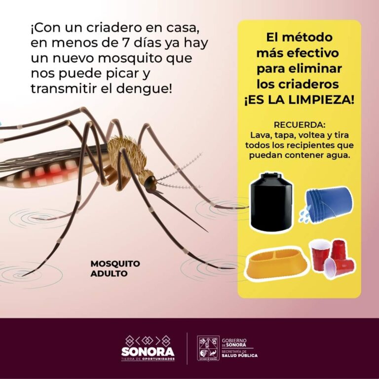 Sonora con seis semanas sin casos positivos de dengue