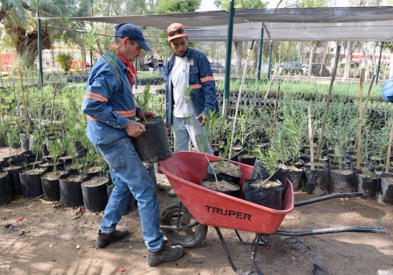 Realizará Ayuntamiento de Hermosillo donación masiva de árboles nativos y plantas