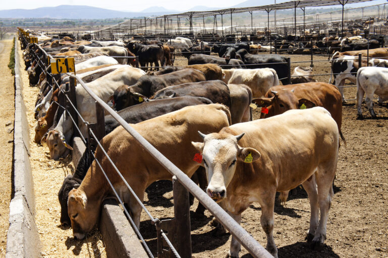 EU anuncia reapertura gradual a ganado mexicano de exportación