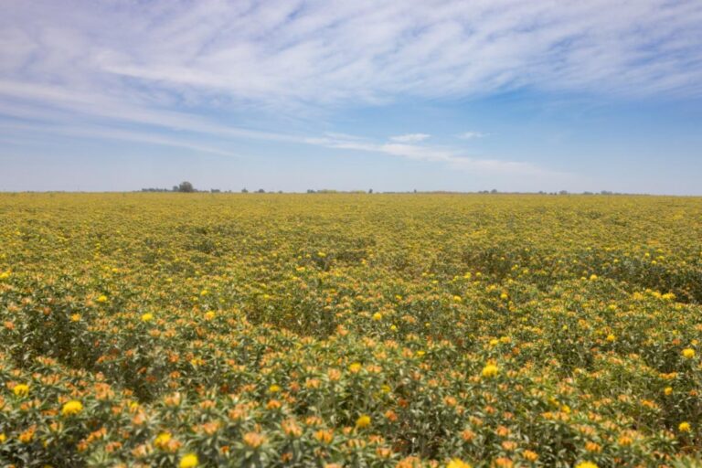 Invita Gobierno de Sonora a registrarse en el Programa Emergente de Reconversión Productiva de Cártamo 2025