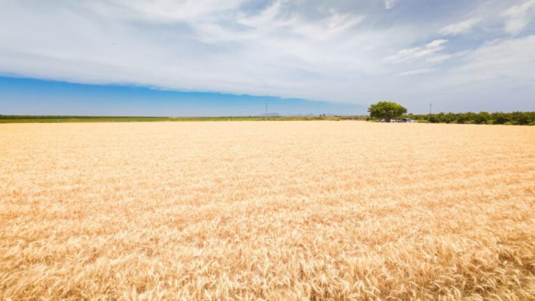 Impulsa Gobierno de Sonora apoyo emergente para productores de trigo cristalino