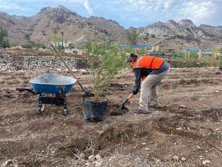 Gobierno de Sonora combina cultura y reforestación en el Bosque Urbano La Sauceda
