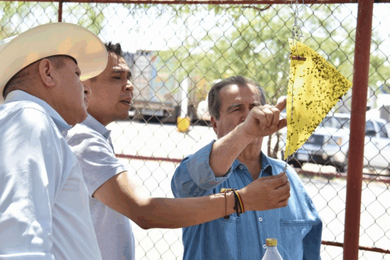 Gobierno de Sonora y Senasica inician monitoreo de trampas para confirmar ausencia de mosca del gusano barrenador