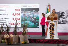 Gobierno de México presenta plan nacional de maíz nativo: el maíz es la raíz que apoyará a 1.5 millones de campesinas y campesinos
