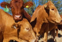 Avanzan acuerdos México-EU en combate a gusano barrenador, pero la frontera seguirá cerrada