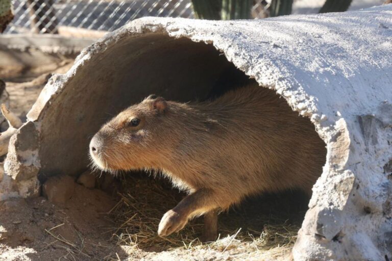 Centro Ecológico de Sonora recibe a más de 16 mil visitantes interesados en conocer a capibara