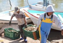 Sonora logra avances en agricultura, ganadería y pesca