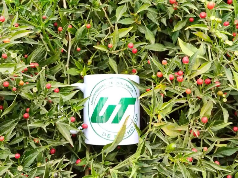 Impulsa Gobierno de Sonora innovación agrícola desde la UTEtchojoa con cultivo de chiltepín