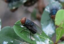 Nueva planta de mosca estéril en Texas refuerza blindaje sanitario en Sonora