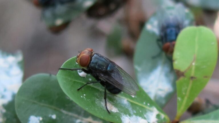Nueva planta de mosca estéril en Texas refuerza blindaje sanitario en Sonora