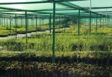 Gobierno de Sonora arranca Programa Estatal de Reforestación “Por un Sonora Sustentable”