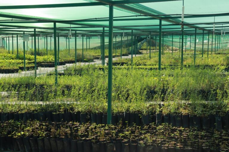 Gobierno de Sonora arranca Programa Estatal de Reforestación “Por un Sonora Sustentable”