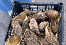 Gobierno de Sonora promueve consumo de pescado y marisco fresco en apoyo a pescadores ribereños