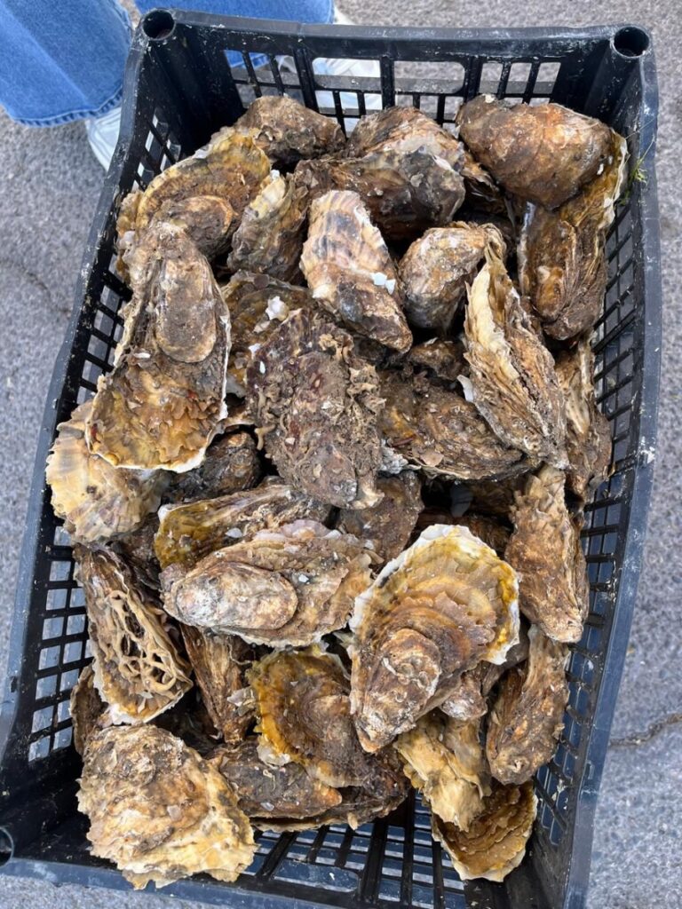 Gobierno de Sonora promueve consumo de pescado y marisco fresco en apoyo a pescadores ribereños