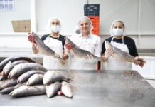 Gobierno de Sonora impulsa comercialización de curvina golfina para fortalecer economía pesquera