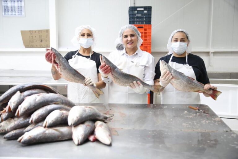 Gobierno de Sonora impulsa comercialización de curvina golfina para fortalecer economía pesquera