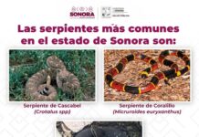 Llama Secretaría de Salud a prevenir afectaciones por mordedura de serpiente