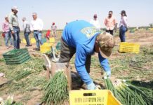 Gobierno de Sonora impulsa producción hortícola de exportación en San Luis Río Colorado