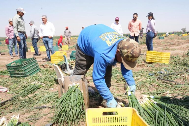 Gobierno de Sonora impulsa producción hortícola de exportación en San Luis Río Colorado