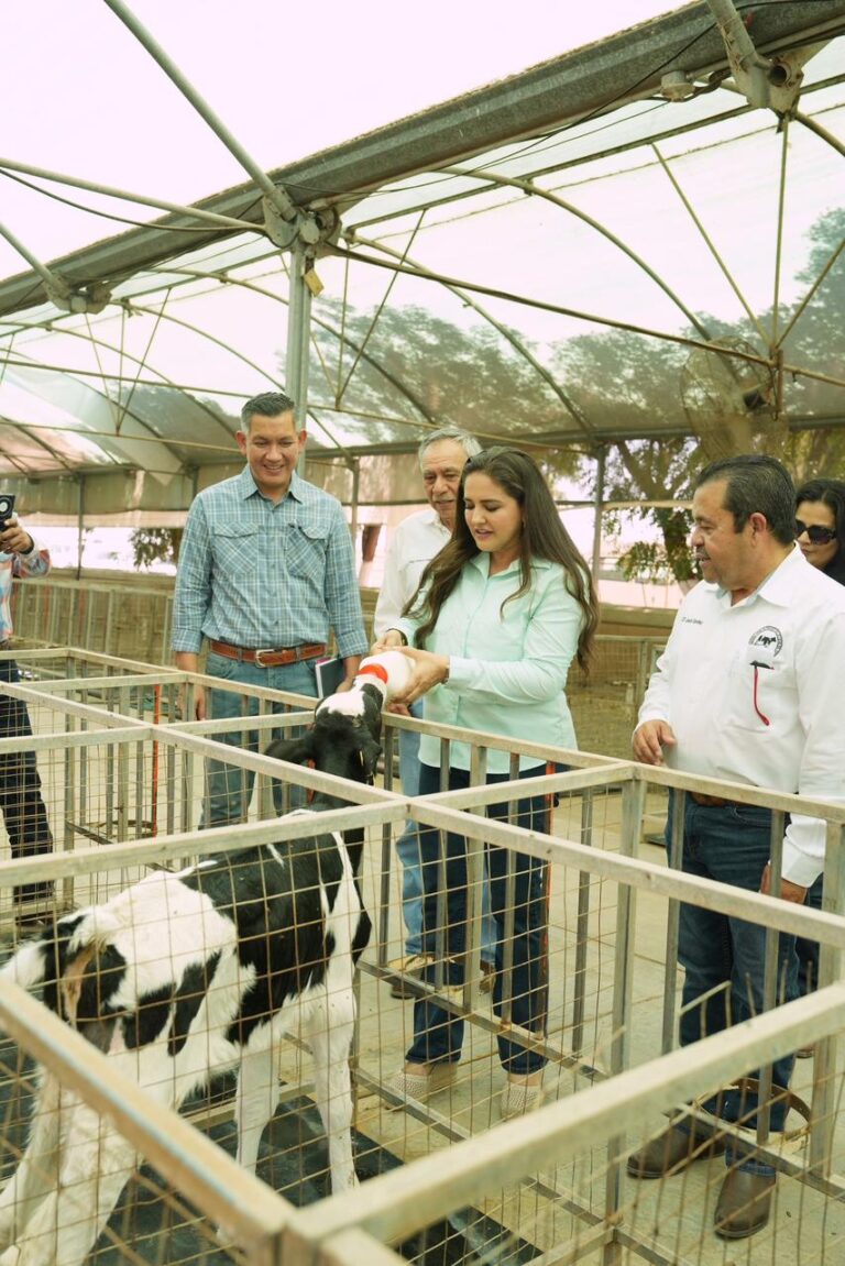Gobierno de Sonora fortalece la productividad lechera con programa de mejoramiento genético