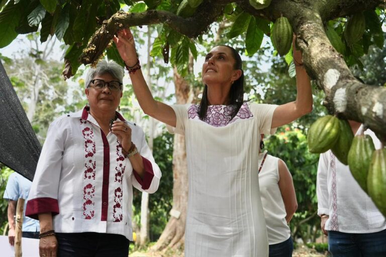 Presidenta Claudia Sheinbaum anuncia proyecto «Precio justo para el cacao de Tabasco»; Impulsará producción y exportación de Chocolate Bienestar