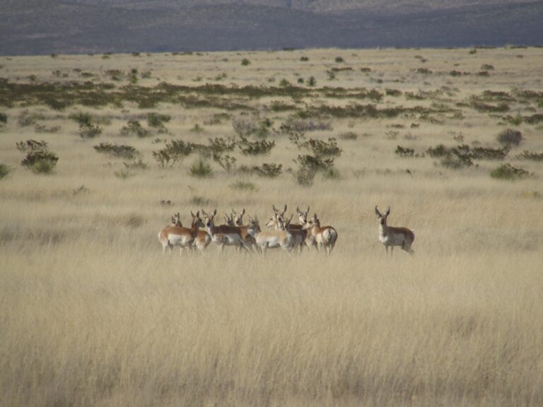 Gobierno de Sonora impulsa conservación de fauna silvestre en pastizales chihuahuenses: UES
