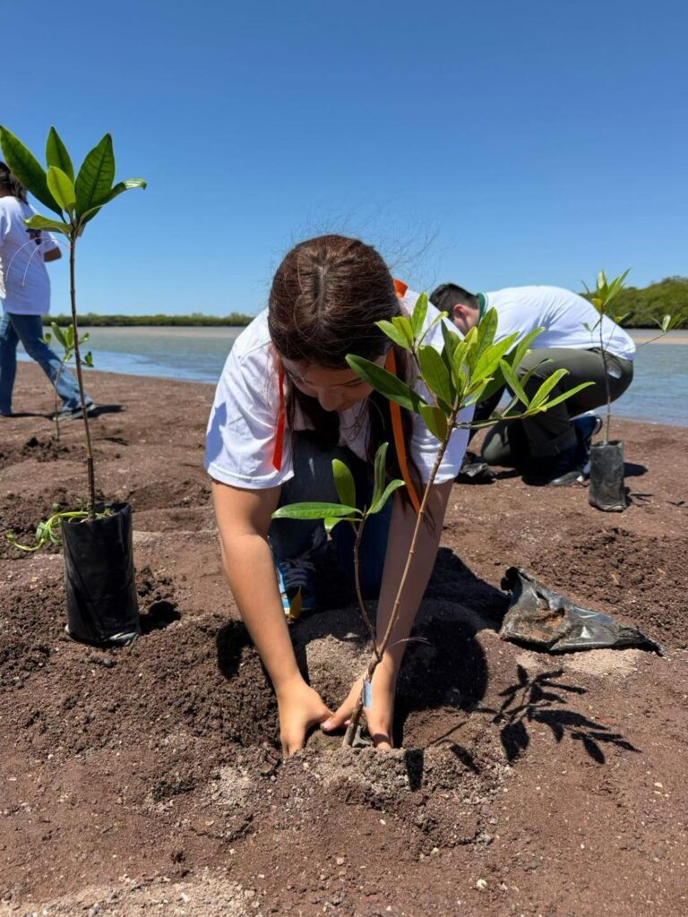 Participan estudiantes de Conalep Sonora en Campaña de Reforestación de Manglares