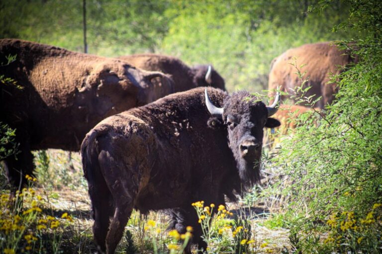 Gobernador Durazo y Gobierno de México fortalecen la conservación del bisonte en Sonora