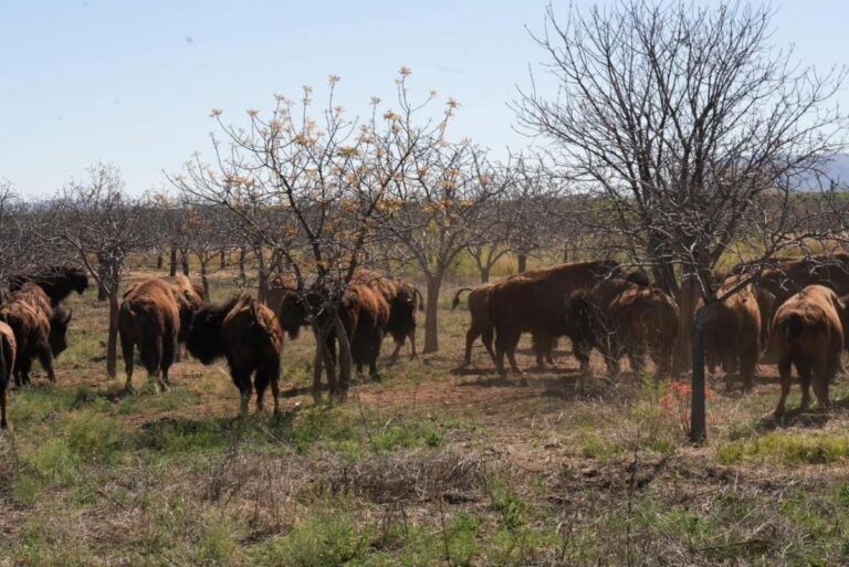 Reconoce Gobierno de Sonora labor de Fundación Unidos para la Conservación en reintroducción del bisonte americano