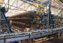 Producción de huevo en Sonora mantiene crecimiento sostenido y fortalece la seguridad alimentaria