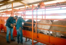 Refuerzan Sonora, México y Estados Unidos acciones para proteger la sanidad ganadera ante el gusano barrenador