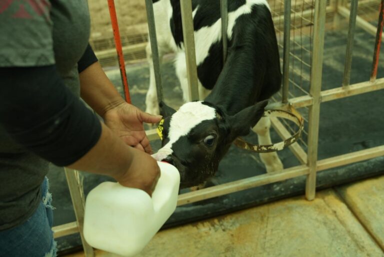 Gobierno de Sonora reconoce a productores lecheros en el Día Mundial de la Leche