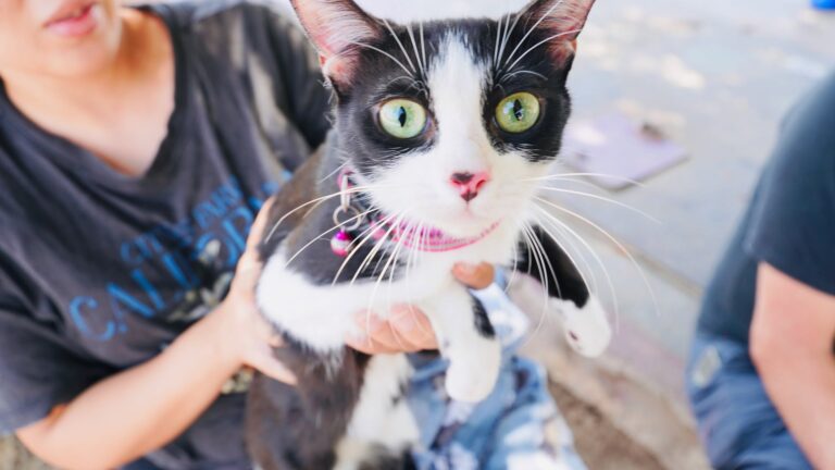🐾❤️ ¡Familias sanluisinas aprovechan la Campaña de Esterilización!