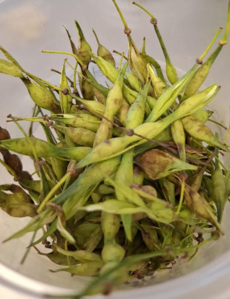 Desarrolla UTEtchojoa investigación sobre el aprovechamiento de la semilla de Palo Verde