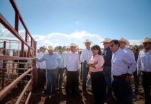 Sonora reactiva exportación de ganado a EU; gestiones de Sheinbaum y Durazo abren la frontera