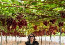 Gobierno de Sonora lleva investigación en uva de mesa a simposio internacional en España: UES